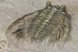Diminutive, Spiny Leonaspis Trilobite - Morocco #170708-4